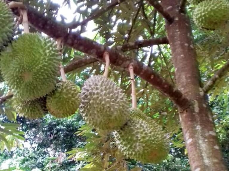 Durian Musang King Orchard Mixed Durian Farm Land For Sale In Malaysia