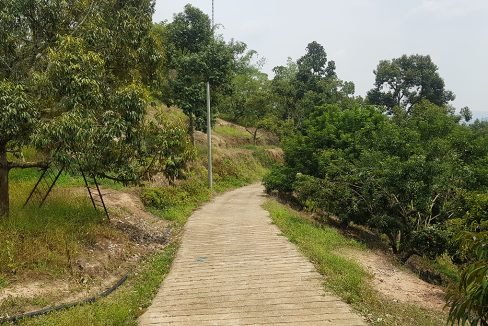 Bentong 25 acres mixed orchard-beautiful well maintained road