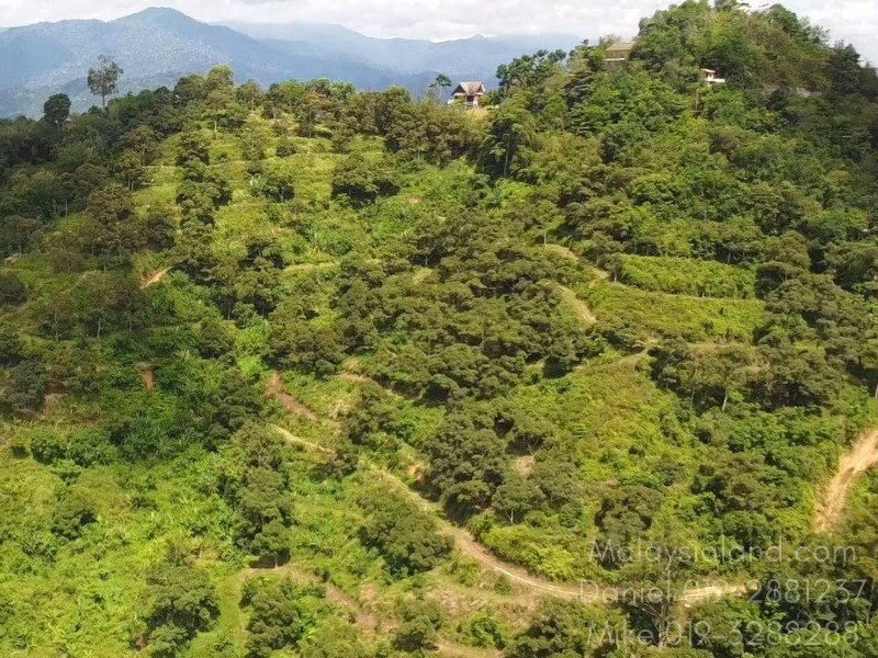 Kuala Kubu Bharu – 31 acres freehold Orchard with Matured and Young Durian trees (Income Generating!)