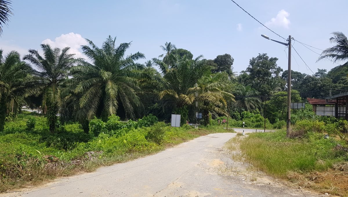 Cheap Freehold Oil Palm Plantation | Land for Sale in Malaysia