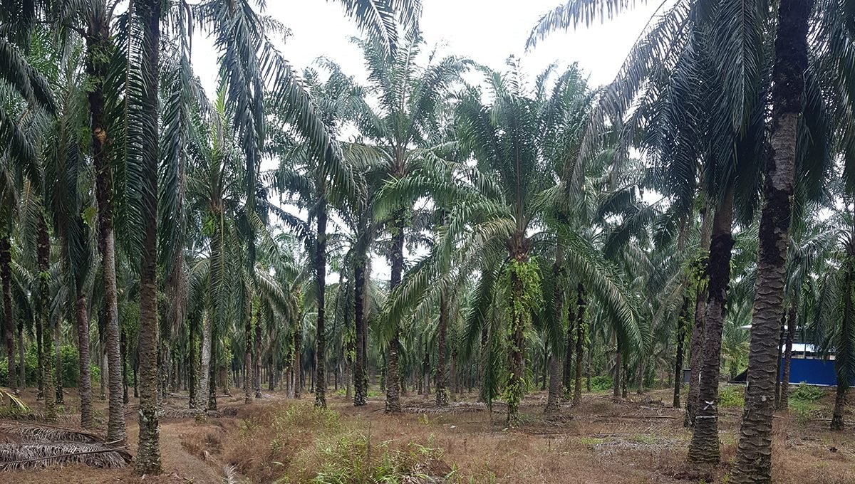 Batu Kurau 240 acres flat land