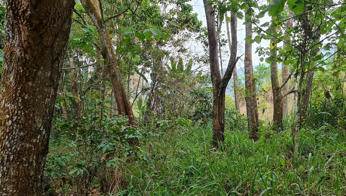 Bukit Tinggi Selesa Hillhome 2.5 acres cooling climate -land still have many big trees