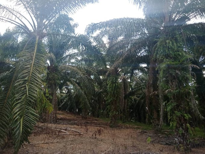 Rembau, Negeri Sembilan – 9 acres Freehold Oil Palm Land with Small Pond 林茂, 森美兰 – 带小池塘的油棕园