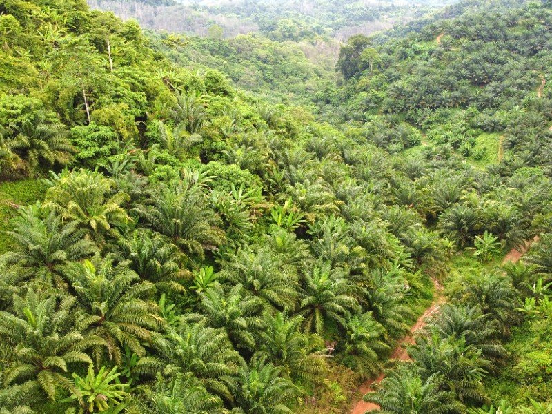 Dabong, Stong – Kelantan – 600 acres Oil Palm Leased Land