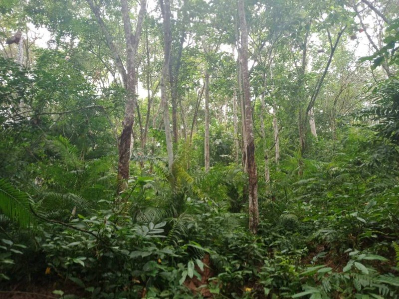 Dong, Pahang – 9 acres Freehold Agriculture Land with Water Source (Potential Durian Plantation)
