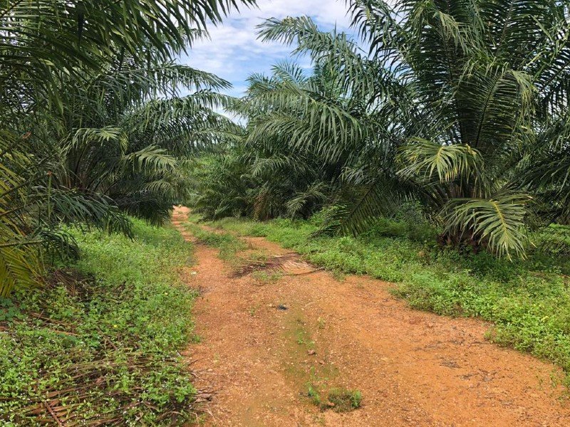Kuala Linggi, Melaka – 45.6 acres Freehold Oil Palm Estate (6 years tree)