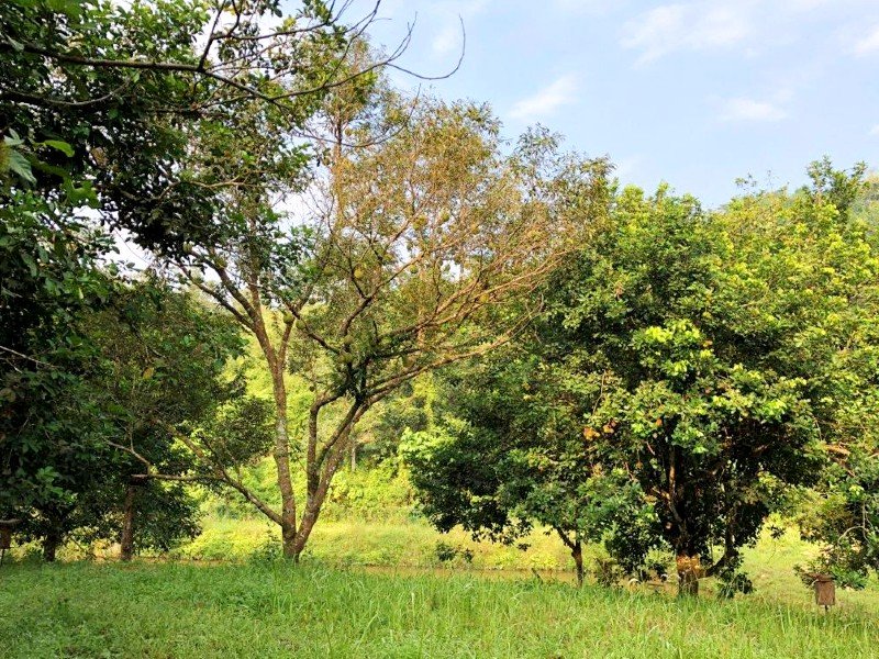 Hulu Selangor – 11 acres Durian Orchard plus other Fruit Trees and Ponds 雪兰莪-榴莲芭出售 [SOLD]