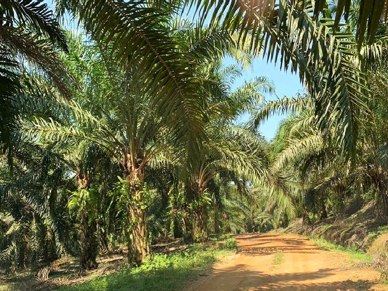 Hulu Selangor – 1200 acres Oil Palm Estate